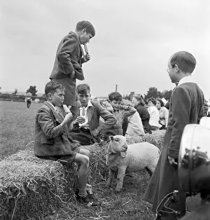 Lollies: Boys With Lamb