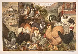 Terry Parker Collection (iln): Boy's Pets