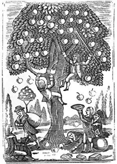 May17: Boys picking apples, c.1800