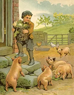 Turnips: Boys and Pigs