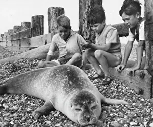 Breakers: Three boys with seal on a pebbly beach