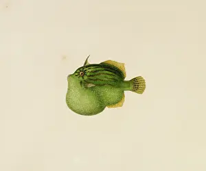 Pygmy: Brachaluteres jacksonianus, southern pygmy leatherjacket