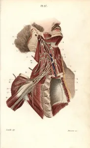 Plexus: Brachial plexus
