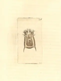 Planktonic: Brachionus angularis rotifer