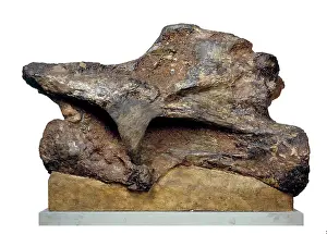 Sauropoda: Brachiosaur neck vertebra