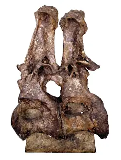 Sauropoda: Brachiosaur back vertebra