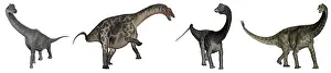 Dicraeosauridae: Brachiosaurus, Dicraeosaurus, Diplodocus and ?
