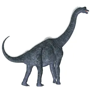Brachiosaurus: Brachiosaurus dinosaur