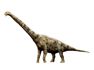 Brachiosaurus: Brachiosaurus dinosaur