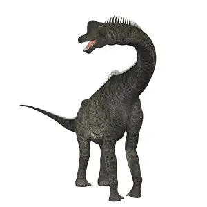 Terrible: Brachiosaurus dinosaur