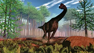 Conifer: Brachiosaurus dinosaur amongst an Araucaria forest