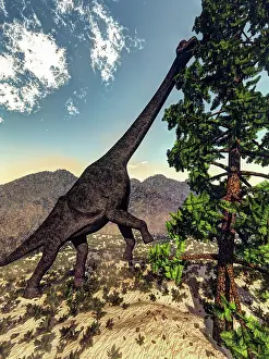 Conifer: Brachiosaurus dinosaur grazing on a Wollemia pine tree