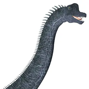 Close Up: Brachiosaurus dinosaur head