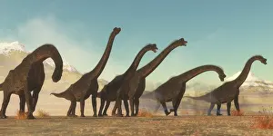 Brachiosaurus: A Brachiosaurus dinosaur herd moving through a