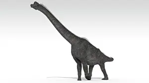 Brachiosaurid: Brachiosaurus dinosaur, white background