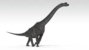 Brachiosaurid: Brachiosaurus dinosaur, white background