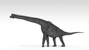 Brachiosaurid: Brachiosaurus dinosaur, white background