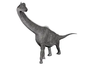 Brachiosaurus: Brachiosaurus dinosaur, white background