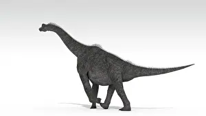 Brachiosaurus: Brachiosaurus dinosaur, white background
