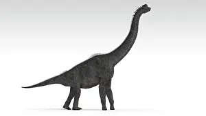 Brachiosaurus: Brachiosaurus dinosaur, white background