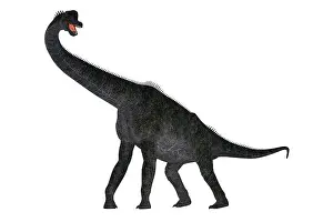 Brachiosaurus: Brachiosaurus dinosaur on white background