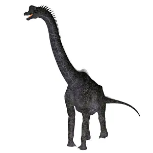 Brachiosaurus: Brachiosaurus dinosaur, white background