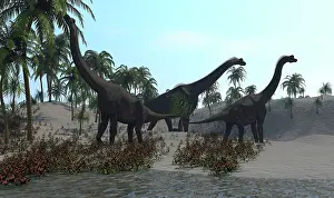 Brachiosaurus: Three Brachiosaurus dinosaurs grazing