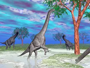 Multi Colored: Brachiosaurus dinosaurs grazing on trees