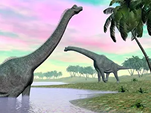 Brachiosaurus: Two Brachiosaurus dinosaurs in landscape with water and ?
