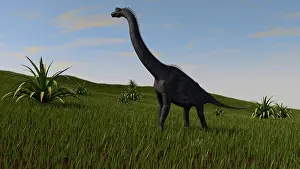 Brachiosaurid: Brachiosaurus grazing in a grassy field