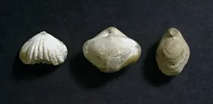 Castleton: Three brachipods