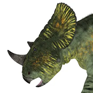 Centrosaurinae: Brachyceratops dinosaur head