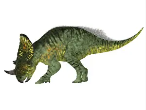 Centrosaurinae: Brachyceratops dinosaur, side profile