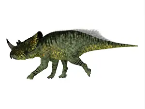 Ceratopsian: Brachyceratops dinosaur, side view on white background