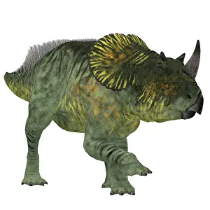 Centrosaurinae: Brachyceratops dinosaur on white background