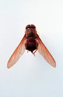 Larva: Brachycerous fly