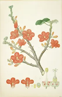 Malvidae: Brachychiton paradoxus, red-flowered kurrajong