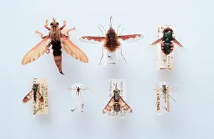 Long Legged: Brachyera family specimens