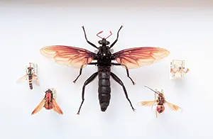 Entomological: Brachyera family specimens