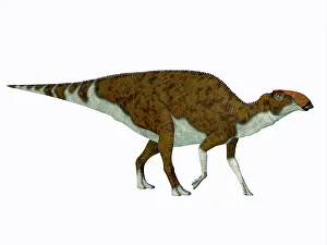 Saurolophinae: Brachylophosaurus dinosaur, side profile