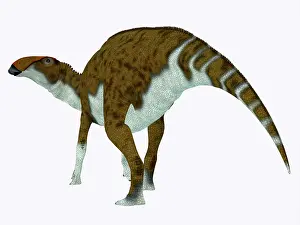 Saurolophinae: Brachylophosaurus dinosaur, side view