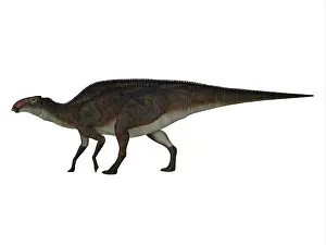 Saurolophinae: Brachylophosaurus dinosaur, side view on white background