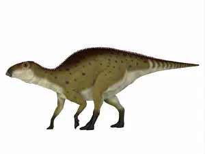 Offspring: Brachylophosaurus dinosaur, white background