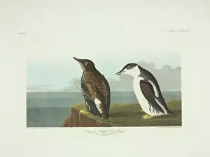 Marmoratus: Brachyramphus marmoratus, marbled murrelet