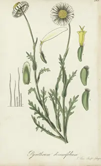 New South Wales: Brachyscome diversifolia