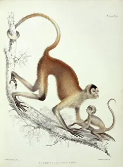 Arachnida: Brachyteles sp. woolly spider monkey