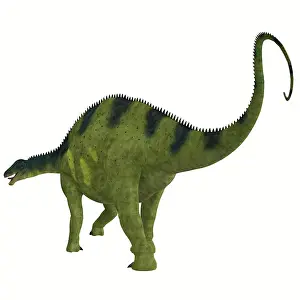 Tithonian: Brachytrachelopan dinosaur, white background