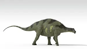 Dicraeosauridae: Brachytrachelopan dinosaur, white background