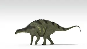 Dicraeosauridae: Brachytrachelopan dinosaur, white background
