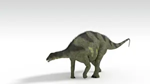 Dicraeosauridae: Brachytrachelopan dinosaur, white background